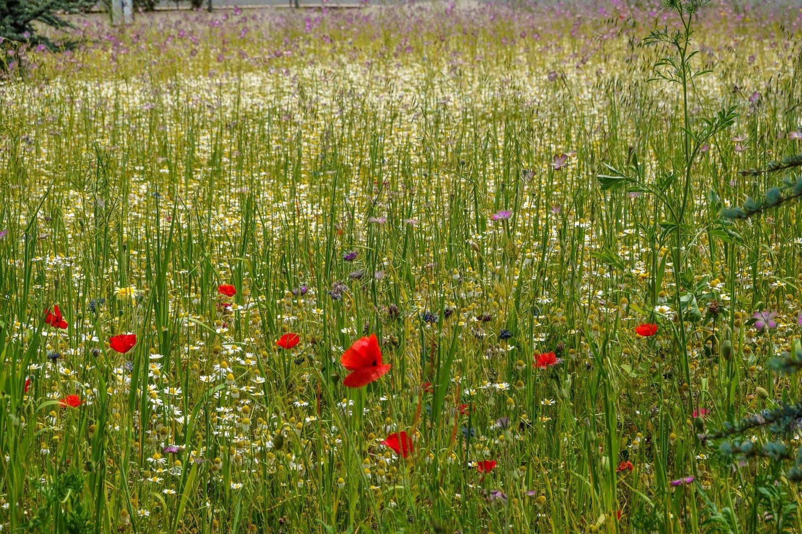 Blühende Wildblumenwiese mit Mohn, Margeriten und violetten Blüten